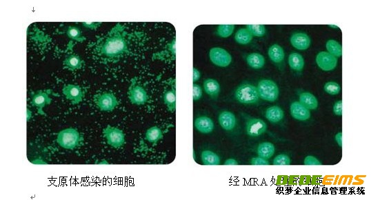 支原體去除試劑MRA具有強(qiáng)的抵制支原體活性，使用方便及作用濃度低，細(xì)胞毒性