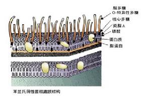 內毒素 內毒素