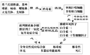 內毒素 內毒素