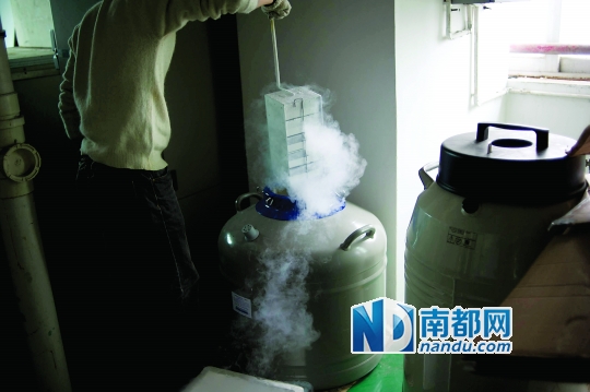 <p>    市二醫(yī)院，從患者血液中分離出的免疫細(xì)胞被存儲(chǔ)在液氮罐里。</p>
